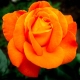 Róża wielkokwiatowa POMARAŃCZOWA  art.  515D DONICZKA
